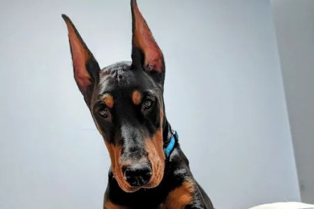 Midgarden Veterinary Clinic