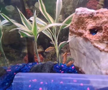 House Of Tropical Fish