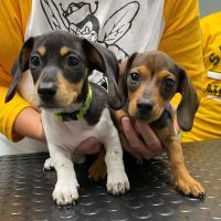 Tri-County Veterinary Service ico