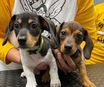 Tri-County Veterinary Service