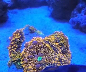 Robert's Reef