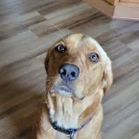 Community Veterinary Clinic ico