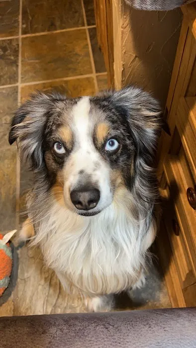 Furever Pets 2