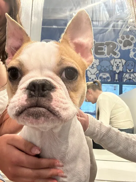 Furever Pets 1