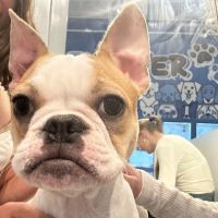 Furever Pets ico