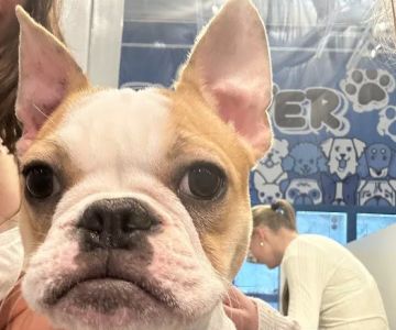 Furever Pets