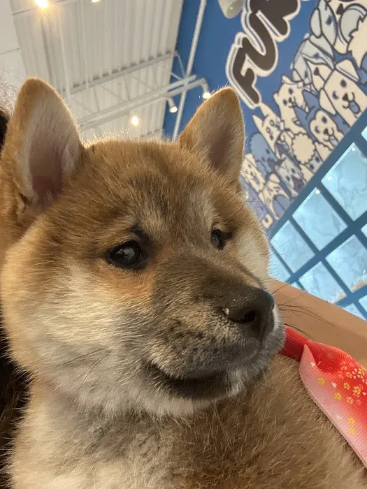 Furever Pets 8