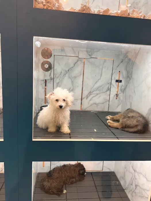 Furever Pets 7