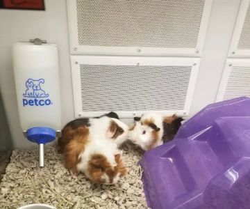 Petco