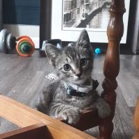 Flinn Veterinary Clinic ico