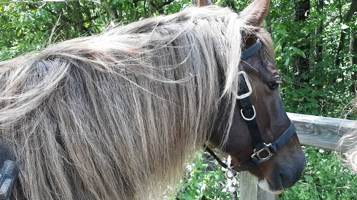 Woodland View Equine Services Inc 12