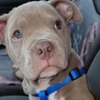 Heartland Animal Clinic LLC ico