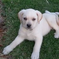 Wapakoneta Animal Hospital ico