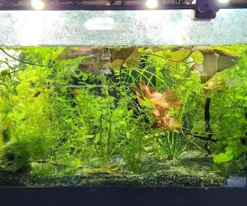 Aquatic Dreams