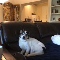 Veterinary Medical Center of Independence ico