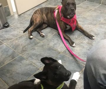 Heekin Animal Hospital