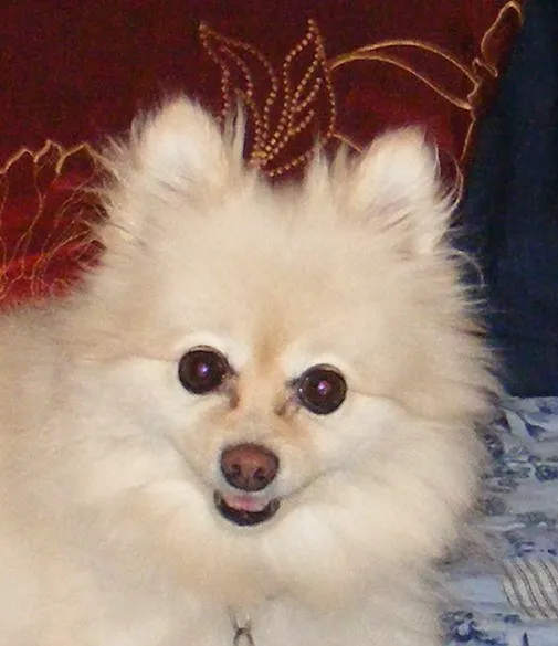 Heekin Animal Hospital 12