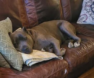 susan hodge, dvm, dacvs-sa | small animal surgery