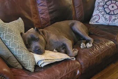 susan hodge, dvm, dacvs-sa | small animal surgery