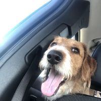 Complimentary Veterinary Care ico
