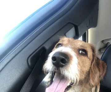 Complimentary Veterinary Care