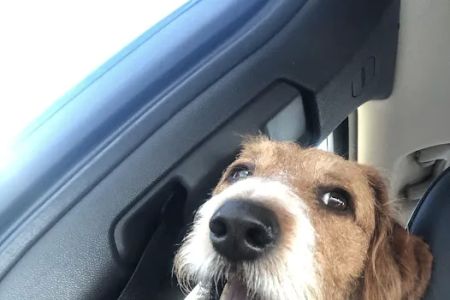 Complimentary Veterinary Care