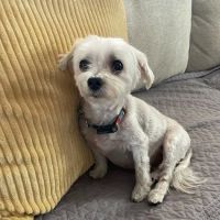 Greater Cincinnati Veterinary Specialists and Emergency Services ico