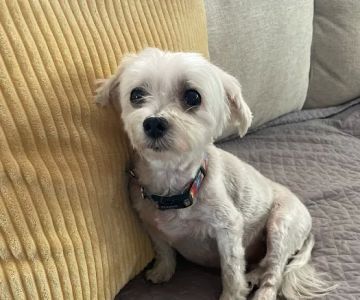 Greater Cincinnati Veterinary Specialists and Emergency Services