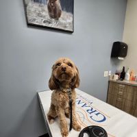 Grants Lick Veterinary Hospital ico