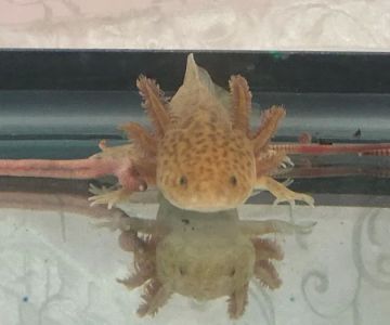 Ideal Axolotl