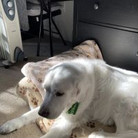 Heineke Veterinary Hospital ico