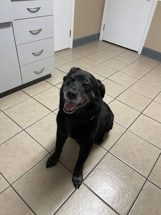 All About Pets Animal Hospital 12