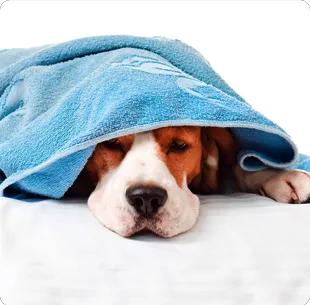 All About Pets Animal Hospital 12
