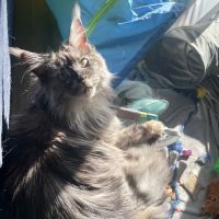 All About Pets Animal Hospital ico