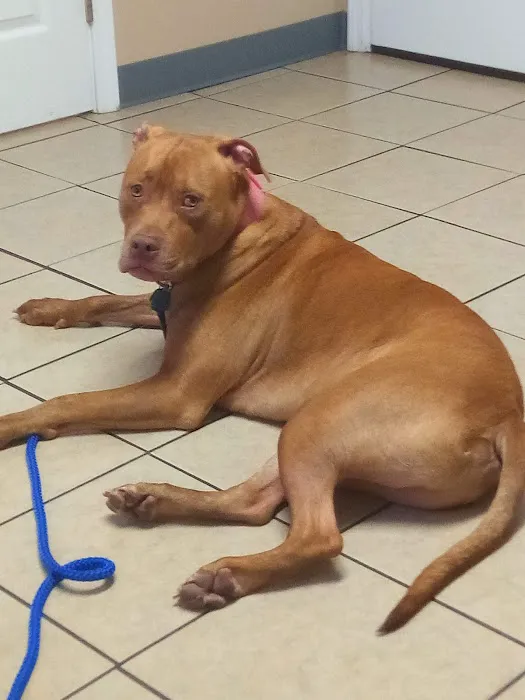 All About Pets Animal Hospital 12