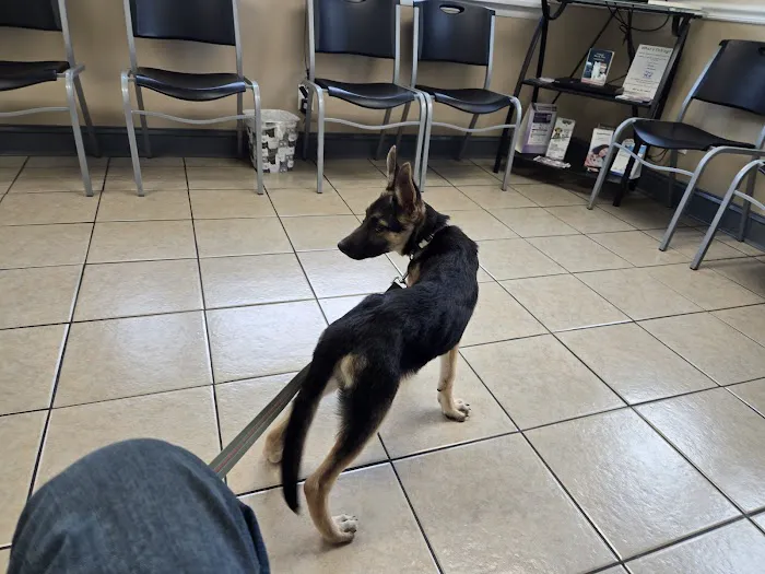 All About Pets Animal Hospital 12