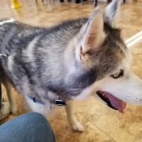 Gailor Animal Hospital: Herre Adam DVM ico