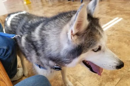 Gailor Animal Hospital: Herre Adam DVM