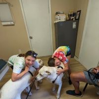 Iroquois Animal Clinic ico