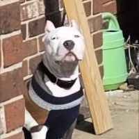Bannon Woods Veterinary Clinic: Adrienne Robertson DVM ico