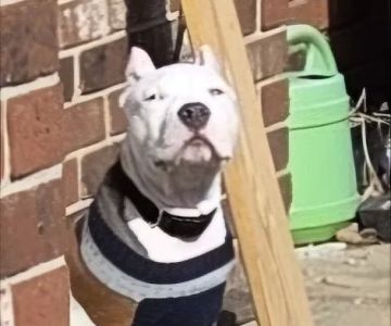 Bannon Woods Veterinary Clinic: Adrienne Robertson DVM