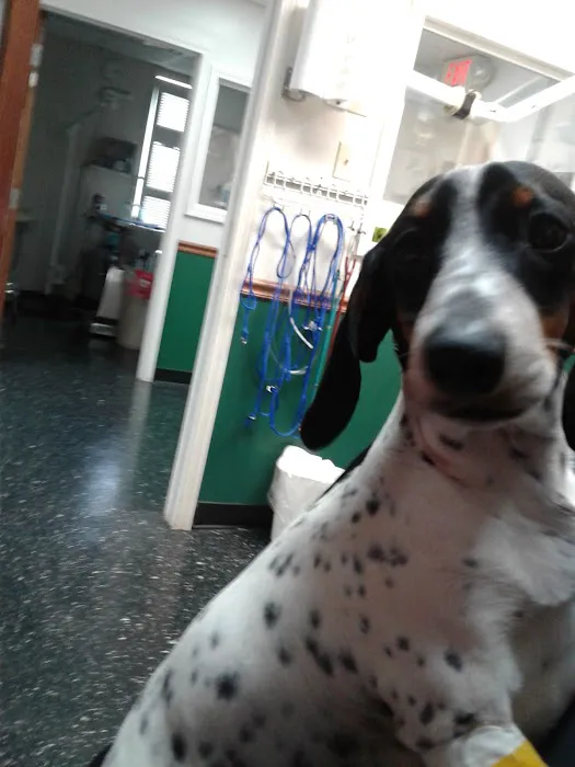 Cornerstone Animal Clinic PLLC 12