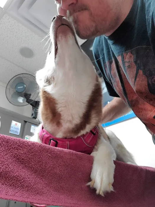 Cornerstone Animal Clinic PLLC 12