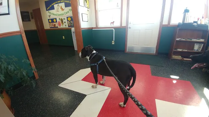 Cornerstone Animal Clinic PLLC 12