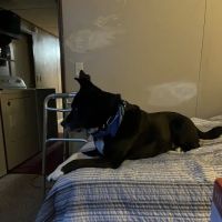 Midway Veterinary Clinic ico