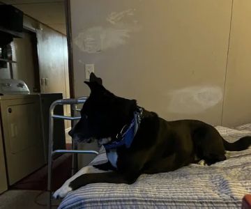 Midway Veterinary Clinic