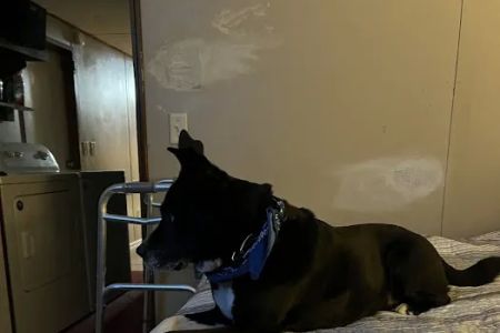 Midway Veterinary Clinic