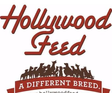 Hollywood Feed