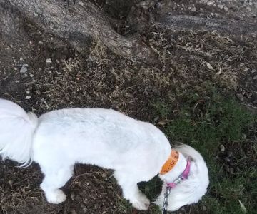 HSNT Adoption Location