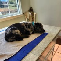 Vine Grove Veterinary Hospital ico